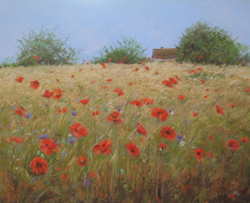 Les coquelicots en été